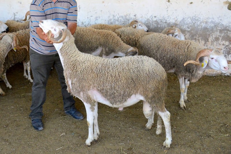 اجتماع بالرباط حول إعادة تكوين القطيع