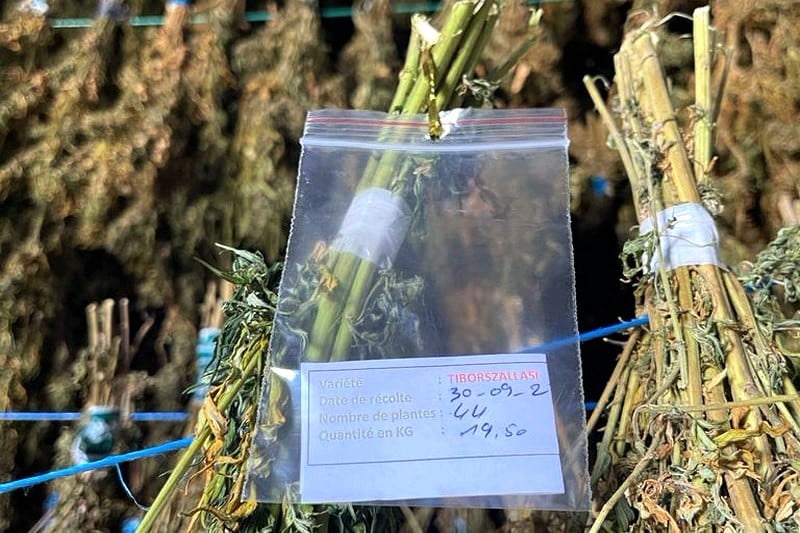 فاعل بارز في قطاع القنب الهندي بهولندا يتمسك باستيراد الحشيش المغربي