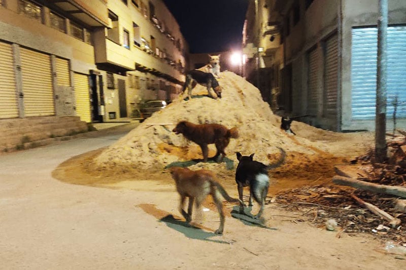 كلاب ضالة تؤرق ساكنة المحمدية