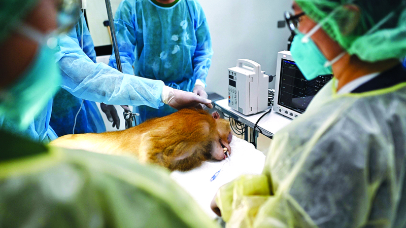 أيادٍ تخفف الألم عن الحيوانات المريضة.. من القرود حتى الفيلة