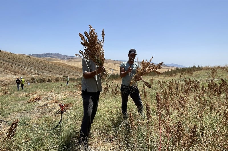 من المختبر إلى الحقل.. محصول “الكِينْوا” المقاوم للجفاف يَزيد المردودية