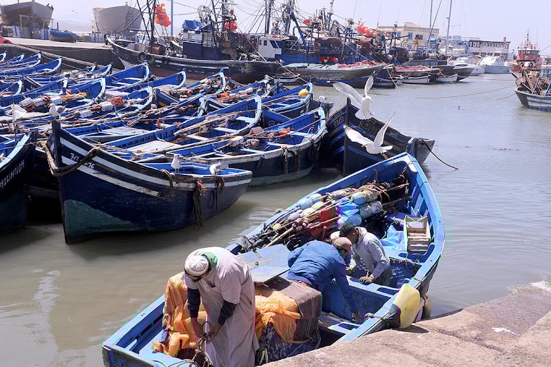 ندرة مخزون السردين تتفاقم .. وسوق السمك أمام قفزة جديدة في الأسعار