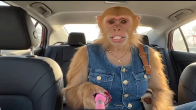 قردة تطبخ وتضع المكياج.. تريند جديد على “تيك توك” يثير جدلا