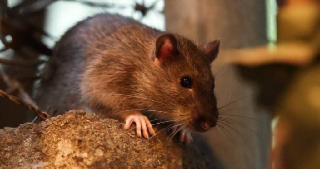 نيويورك تعلن «الحرب الشاملة» على الجرذان