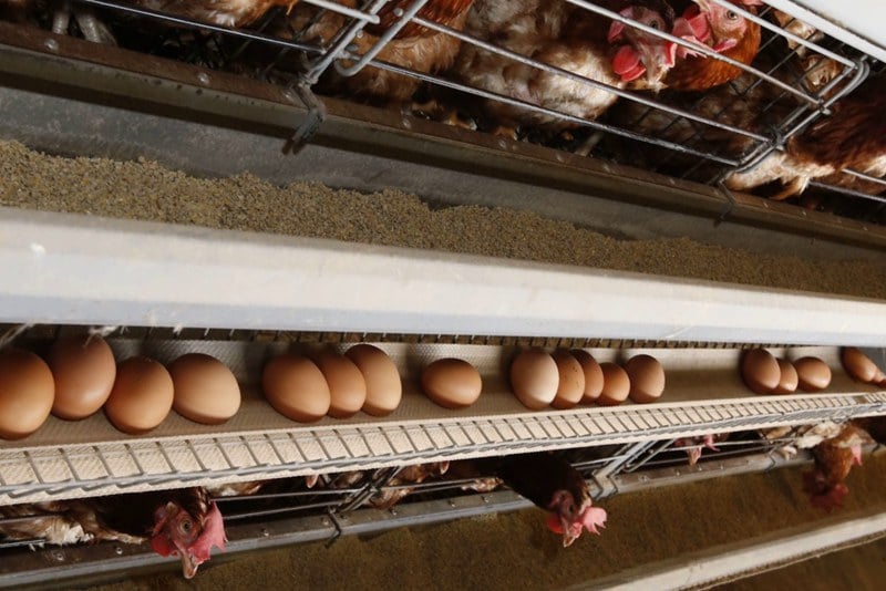 بين المنتجين والموزعين .. من يتحمل مسؤولية غلاء البيض في الأسواق؟