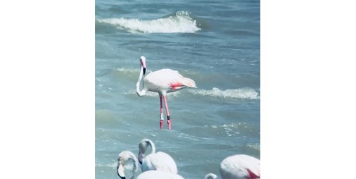 طائر الفلامنغو في محمية الجهراء الطبيعية