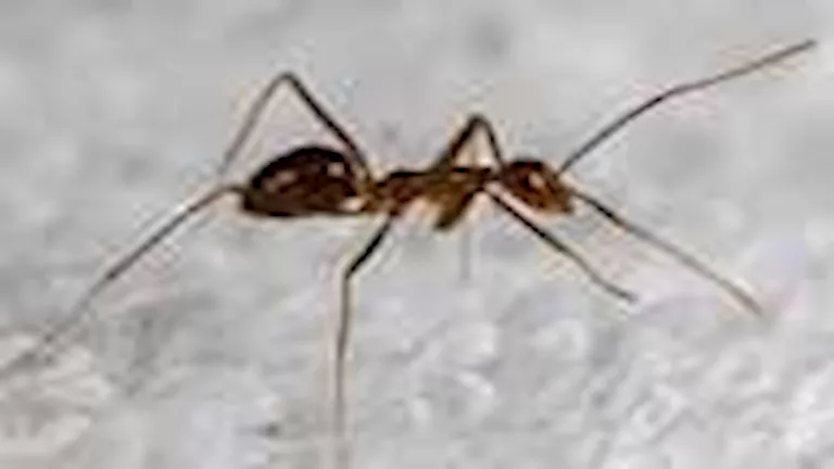 نملة تحول حياة سيدة إلى جحيم.. وطبيب عيون ينهي معاناتها بعد 3 أيام