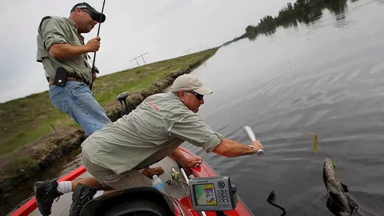 سمكة مفترسة قادرة على العيش أسبوعا خارج الماء.. لماذا لا تموت؟