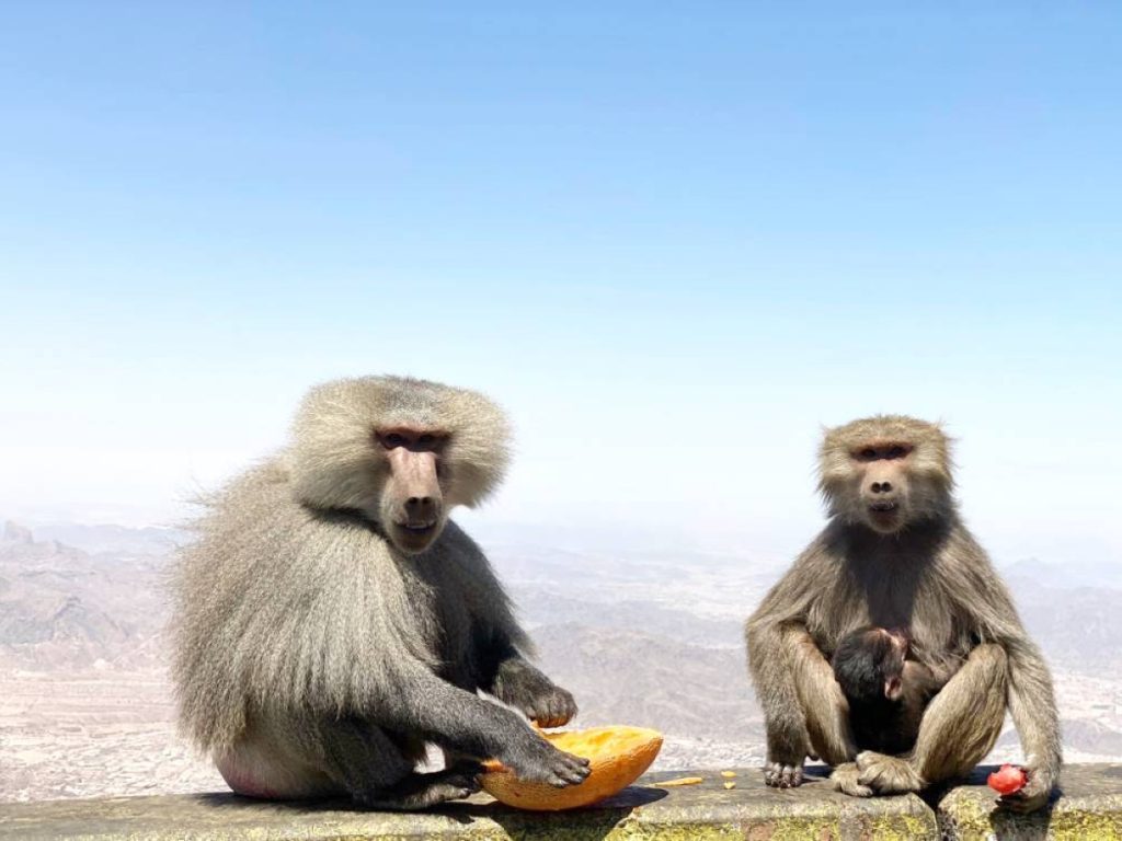 تعليم الطائف للطلاب والمجتمع المحلي: لا تطعموا قرود البابون!