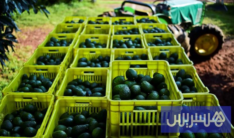 تصدير “الأفوكا” أمام منافسة بأوروبا