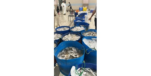 سوق السمك ينتعش بعد وصول أول غيث الميد الكويتي والسلة تجاوزت 71 دينارا