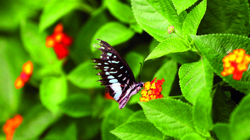 فراشات أوروبا في خطر.. 65 نوعاً مهددة بالانقراض
