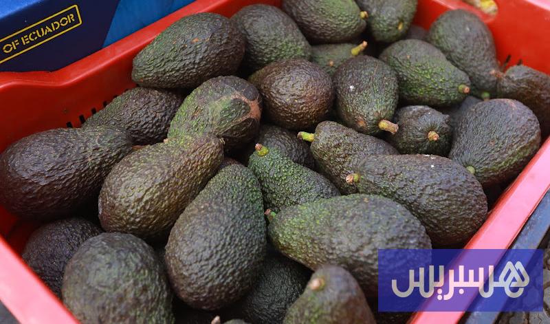 جهود تصدير الأفوكادو المغربية تصطدم بإغراق إسرائيل الأسواق الأوروبية