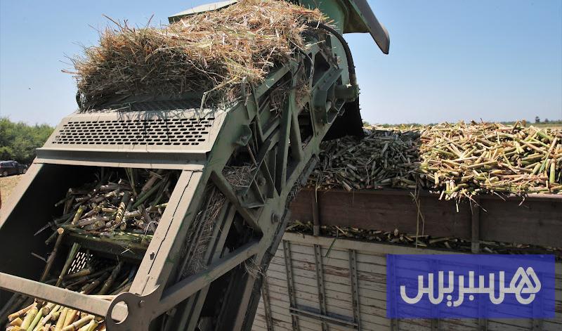إقبال كثيف على زراعة قصب السكر