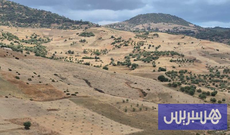 غرس هكتارات من التين والزيتون بوزان