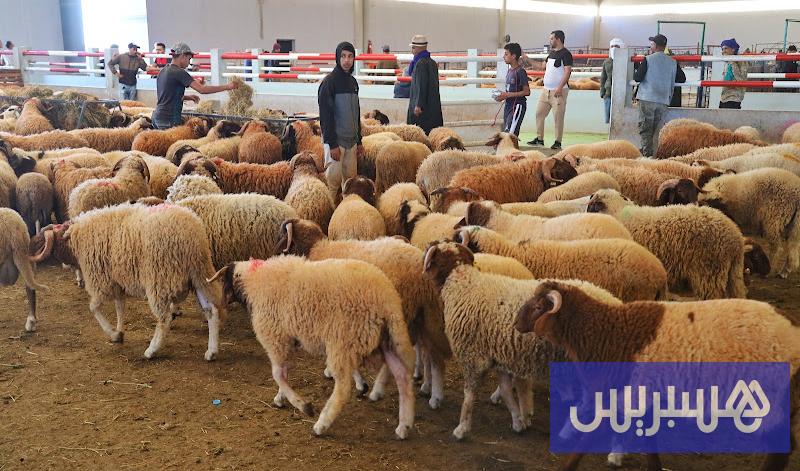 “متنفس للكسابة”.. مهنيو تربية المواشي بالمغرب يرحّبون بالدعم الحكومي المباشر