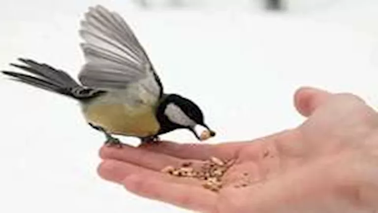 ما الذي يحدث لجسمك عند تناول لحم العصافير؟.. إجابة غير متوقعة