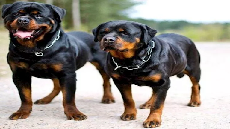 الكلاب تهاجم روضة أطفال.. والسبب صادم