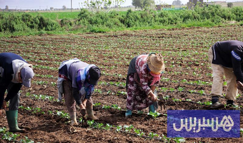 التوقعات المبشرة بهطول الأمطار تطلق دينامية لافتة في القطاع الفلاحي