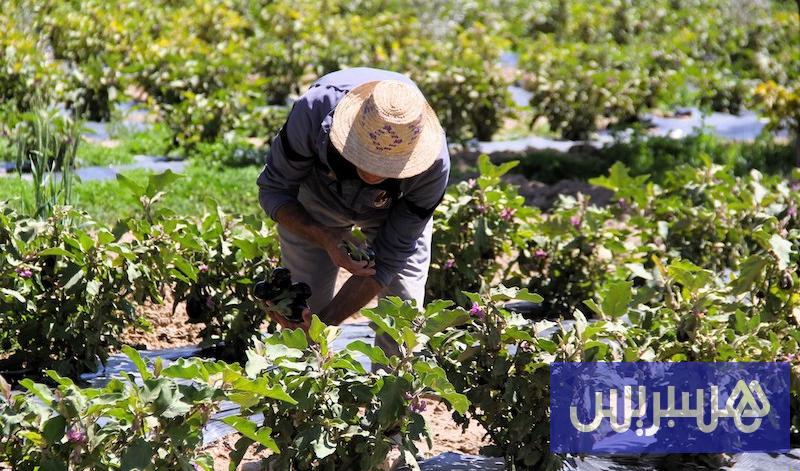 الأمطار تنقذ بداية الموسم الفلاحي وتبدّد شبح العطش في مناطق متضررة