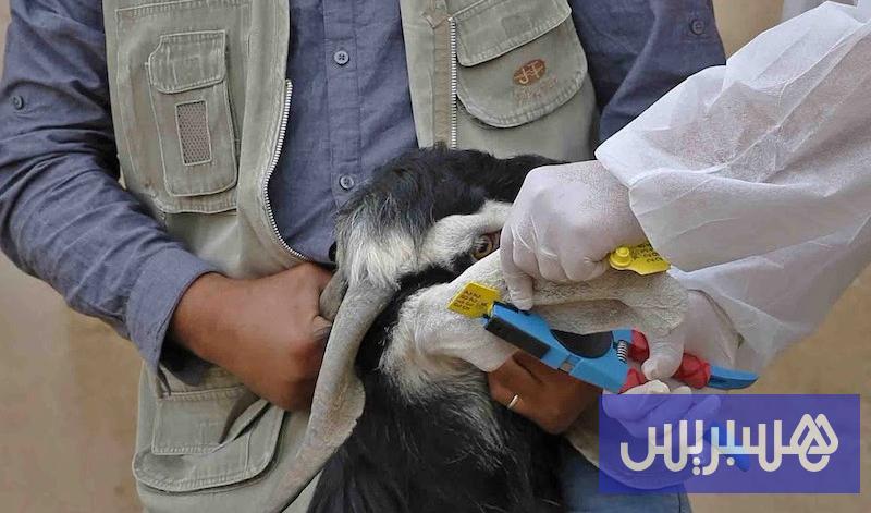 عمليات ترقيم المواشي تتقدّم.. والكسّابة يستعجلون التمكين من الدعم