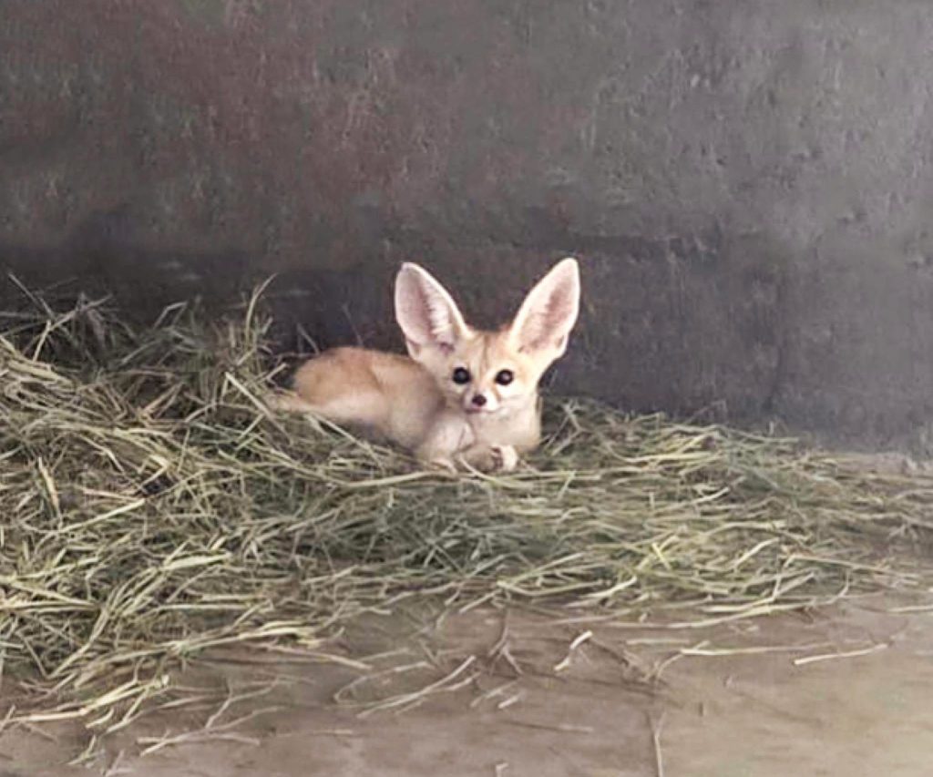 شرطة الشارقة تُحبط عملية اتجار غير مشروع بحيوانات محمية قانوناً