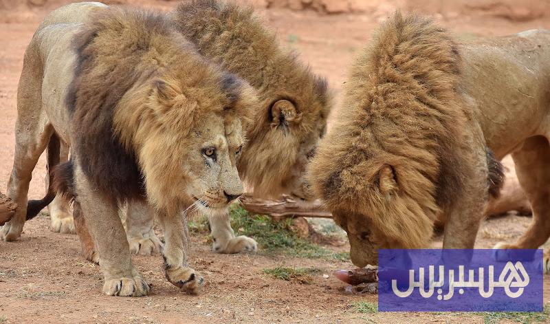 البيضاء تسرع ورش حديقة الحيوان