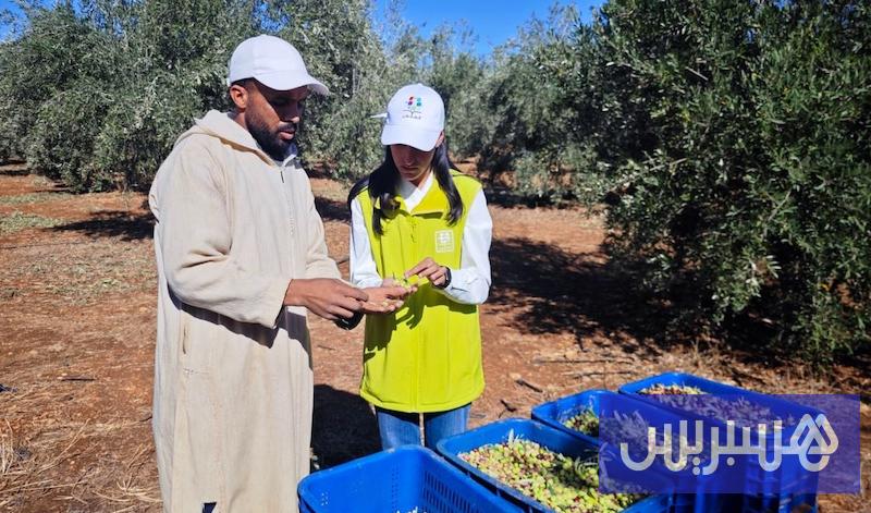 “المثمر” يرسخ المواكبة الميدانية لمضاعفة إنتاج الزيتون في بني ملال