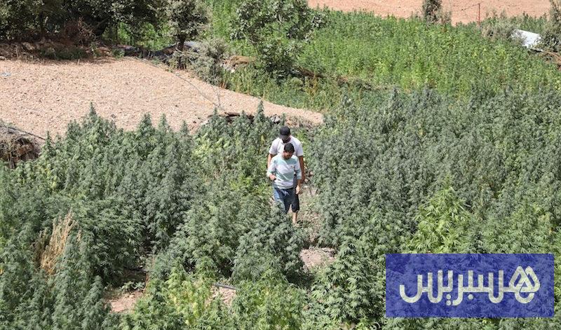 مساحات زراعة “القنب الهندي غير المشروع” تتراجع بـ85% في المغرب