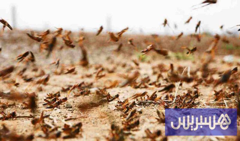 رصيف الصحافة: “الفاو” ترصد تحرك أسراب جراد من موريتانيا إلى جنوب المغرب