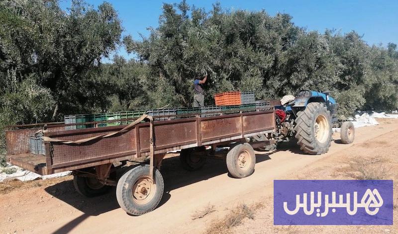 “أزمة عمال جني الزيتون” تضغط على الفلاحين رغم الوفرة في المحصول