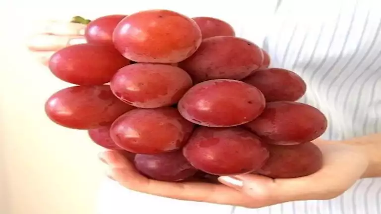 منها دعم القلب والمناعة.. 4 فوائد مذهلة للعنب لا تعرفها