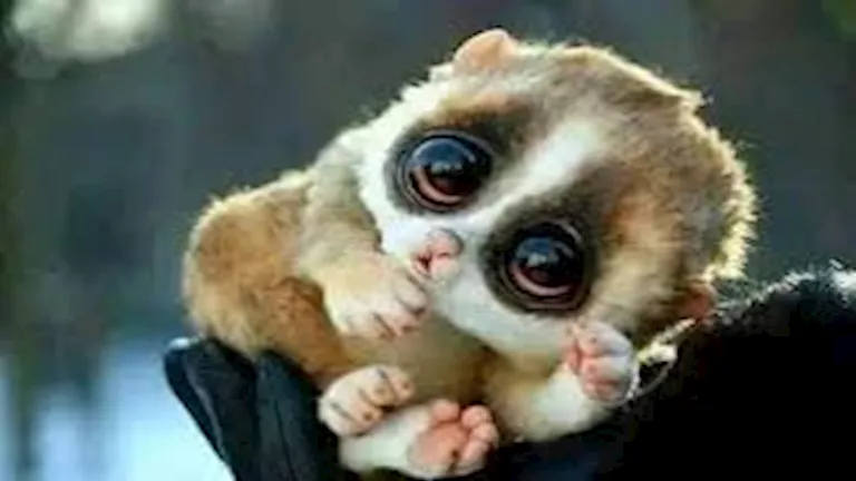 أغرب مخلوقات تنشط بعد منتصف الليل.. أبرزها البانجولين