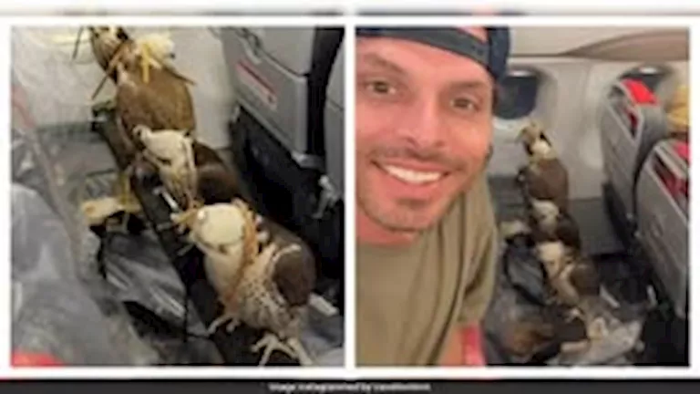 مسافر يوثق صفا من الصقور على متن رحلة جوية بالشرق الأوسط