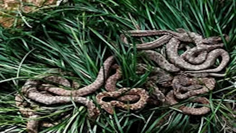 مشهد غير مألوف.. ثعبان البحر الأزرق يظهر قرب شواطئ إندونيسيا بألوان مب