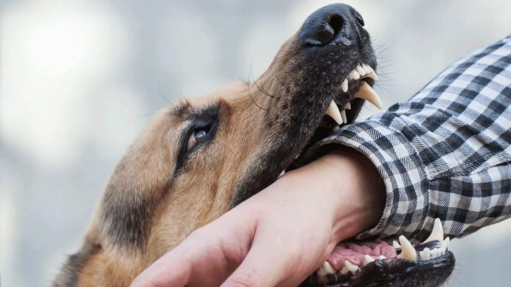 تُوفي بعد 40 يوما من العضة.. مصل داء الكلب يفشل في علاج شاب عراقي