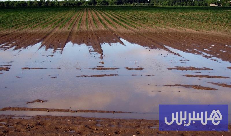 خبراء وفلاحون يربطون استفادة الحبوب من الأمطار بانتظام التساقطات