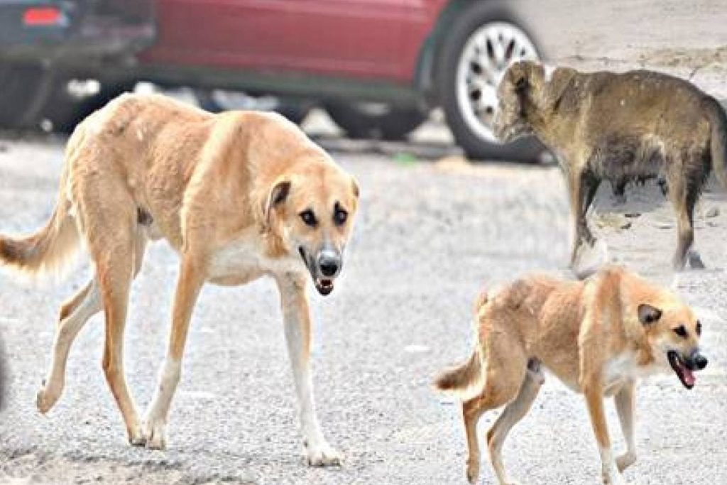 القاهرة.. كلاب ضالة تدفع طالبا تحت عجلات حافلة بالمعادي