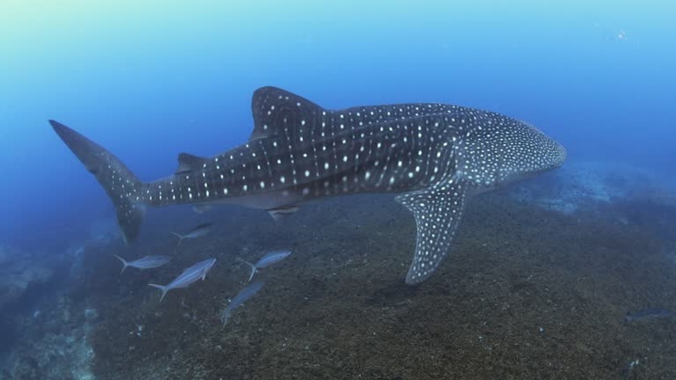 غضب واستياء ودعوات للمحاسبة.. اصطياد قرش حوتي مهدد بالانقراض بطريقة وحشية بالبحر الأحمر (فيديو)