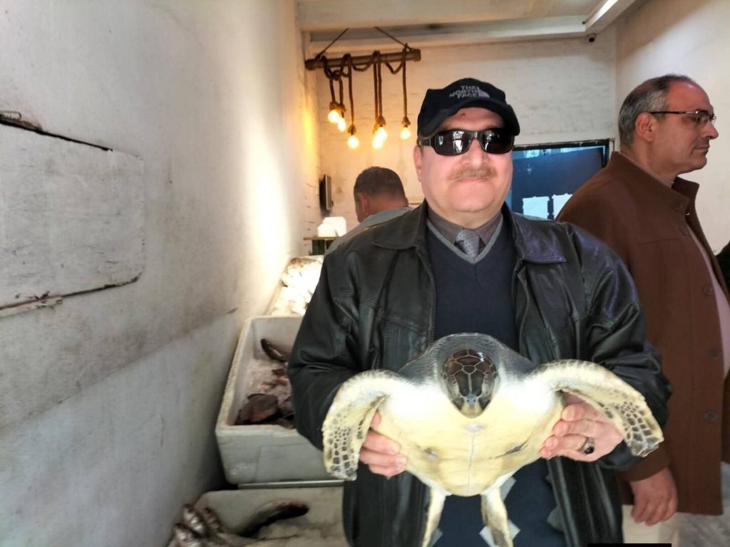 البيئة المصرية تنقذ سلحفاة بحرية مهددة بالانقراض من محل مأكولات