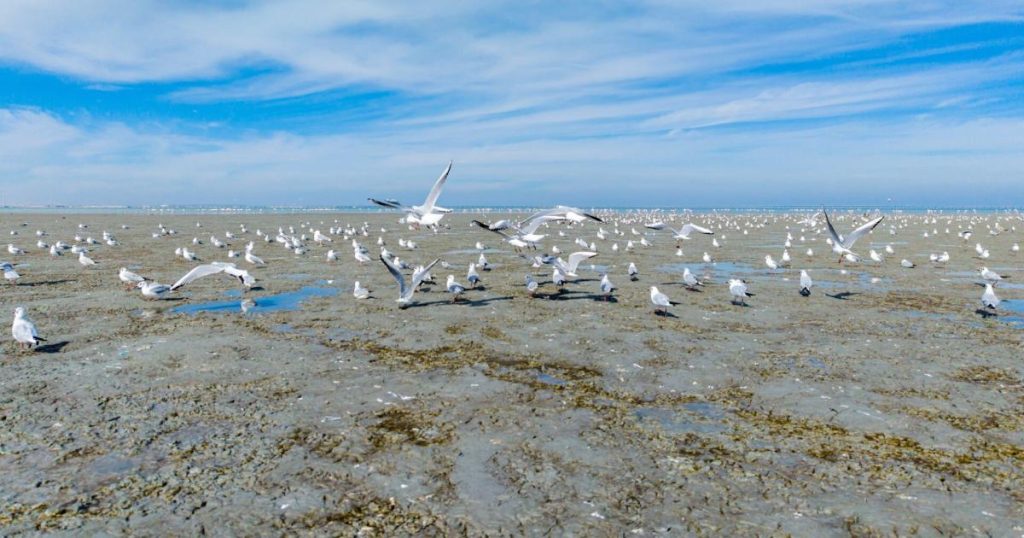 الكويت توثق تنوع الطيور في فعالية العد الشتوي العالمي