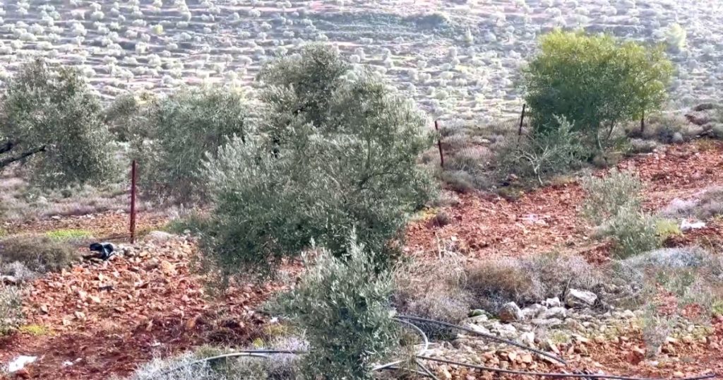 خلال أسبوع.. الاحتلال يقتلع أكثر من 8 آلاف شجرة بالضفة الغربية
