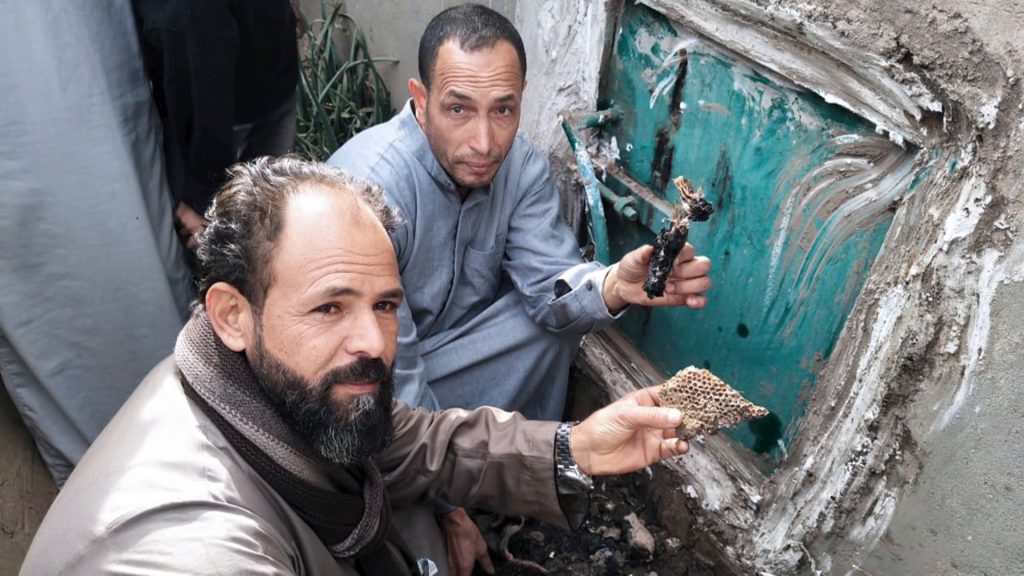 دهشة واستغراب بعد العثور على خلايا نحل داخل مقبرة بمصر
