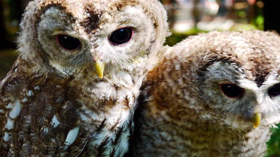 صغار البوم تظهر في حدائق موسكو مع بداية الربيع